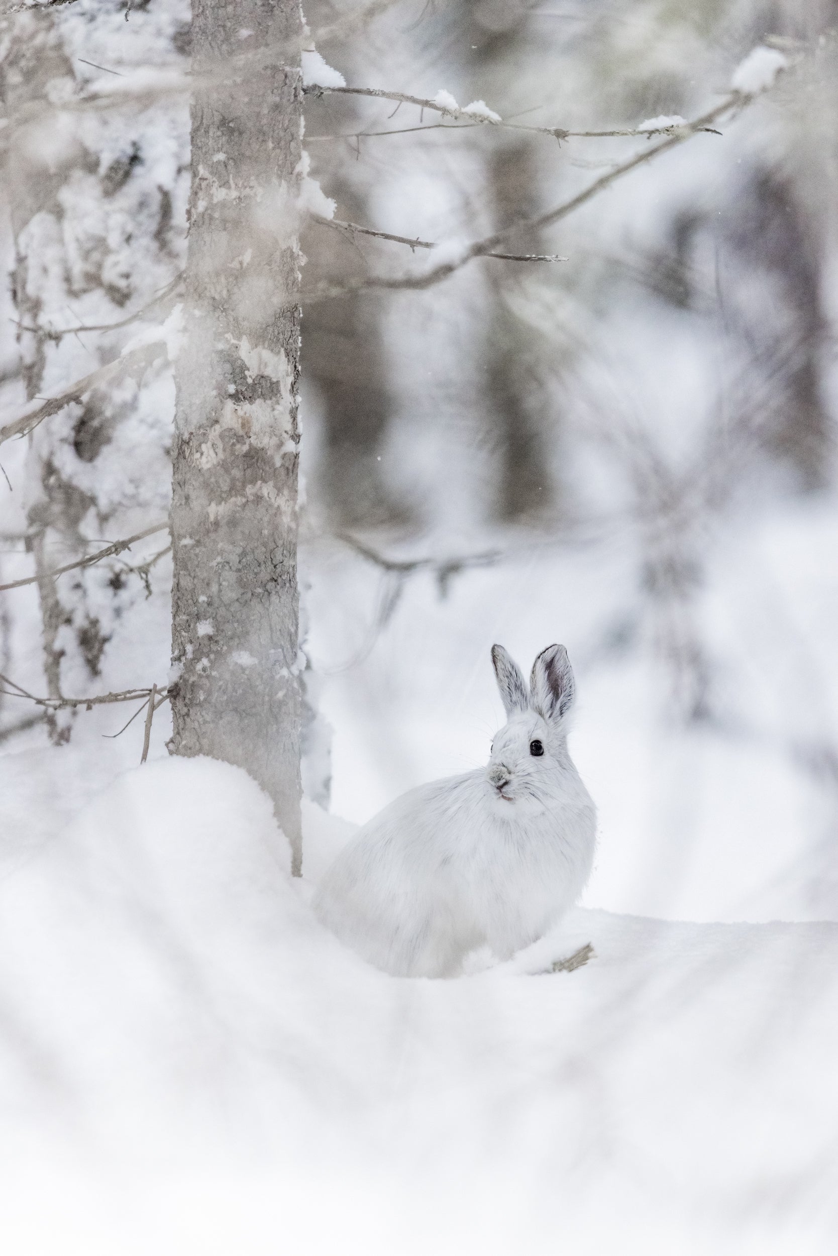 Lièvre d'Amérique 033