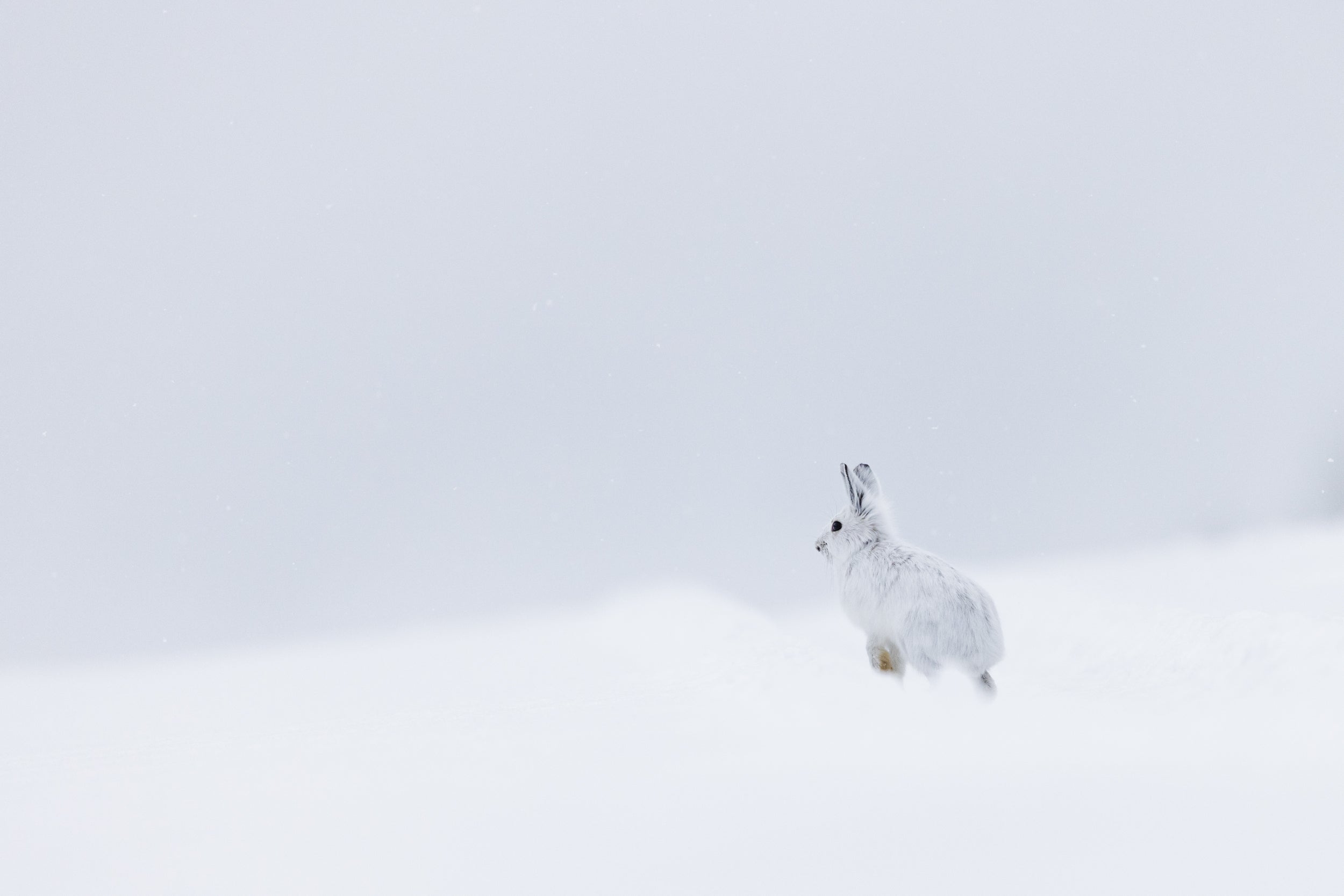 Lièvre d'Amérique 034