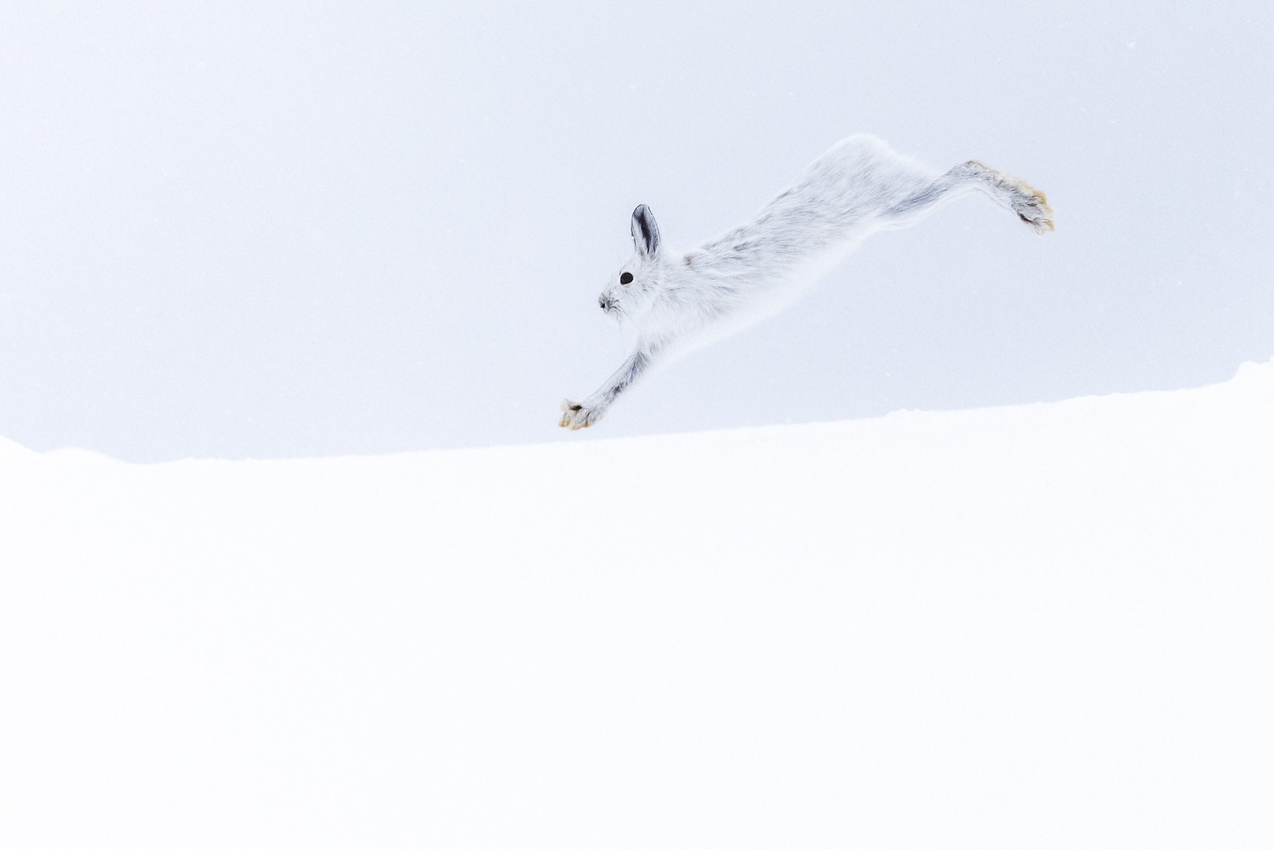 Lièvre d'Amérique 035