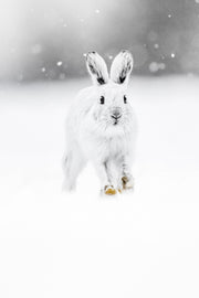 Lièvre d'Amérique 037