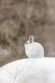 Lièvre d'Amérique 040