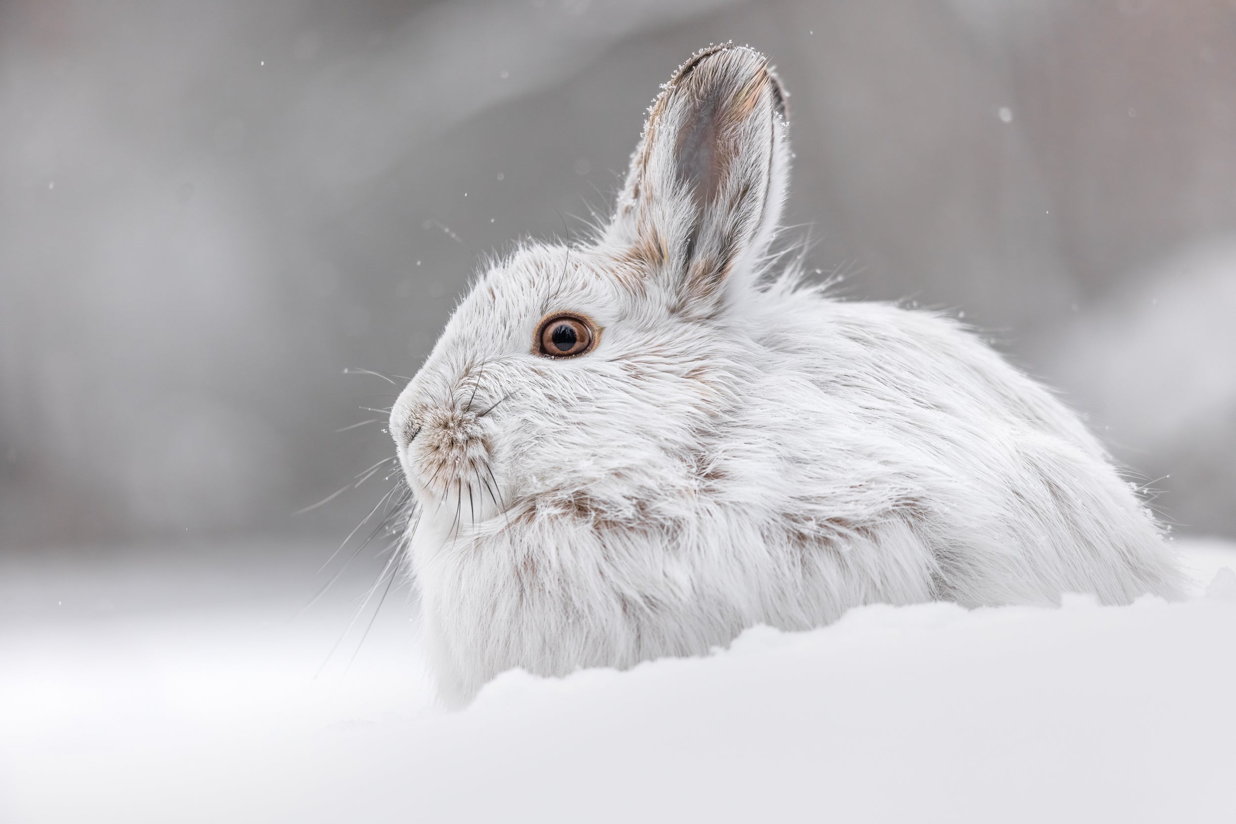 Lièvre d'Amérique 043