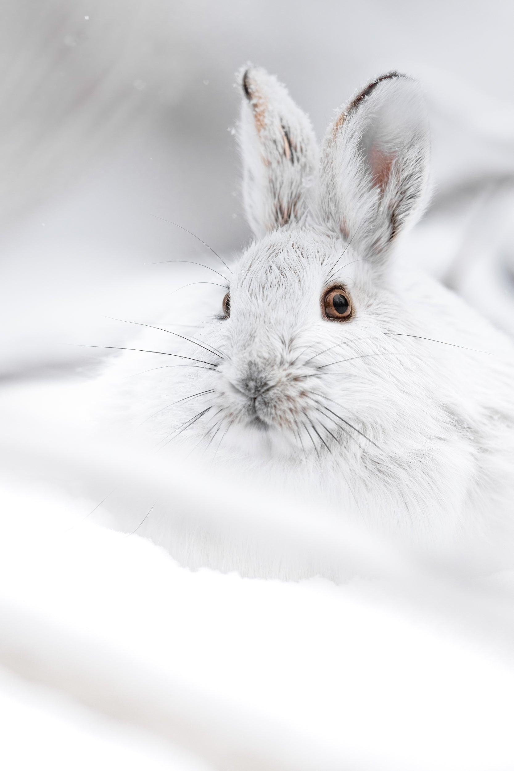 Lièvre d'Amérique 044