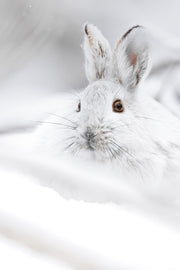 Lièvre d'Amérique 044