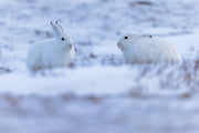 Lièvre arctique 016