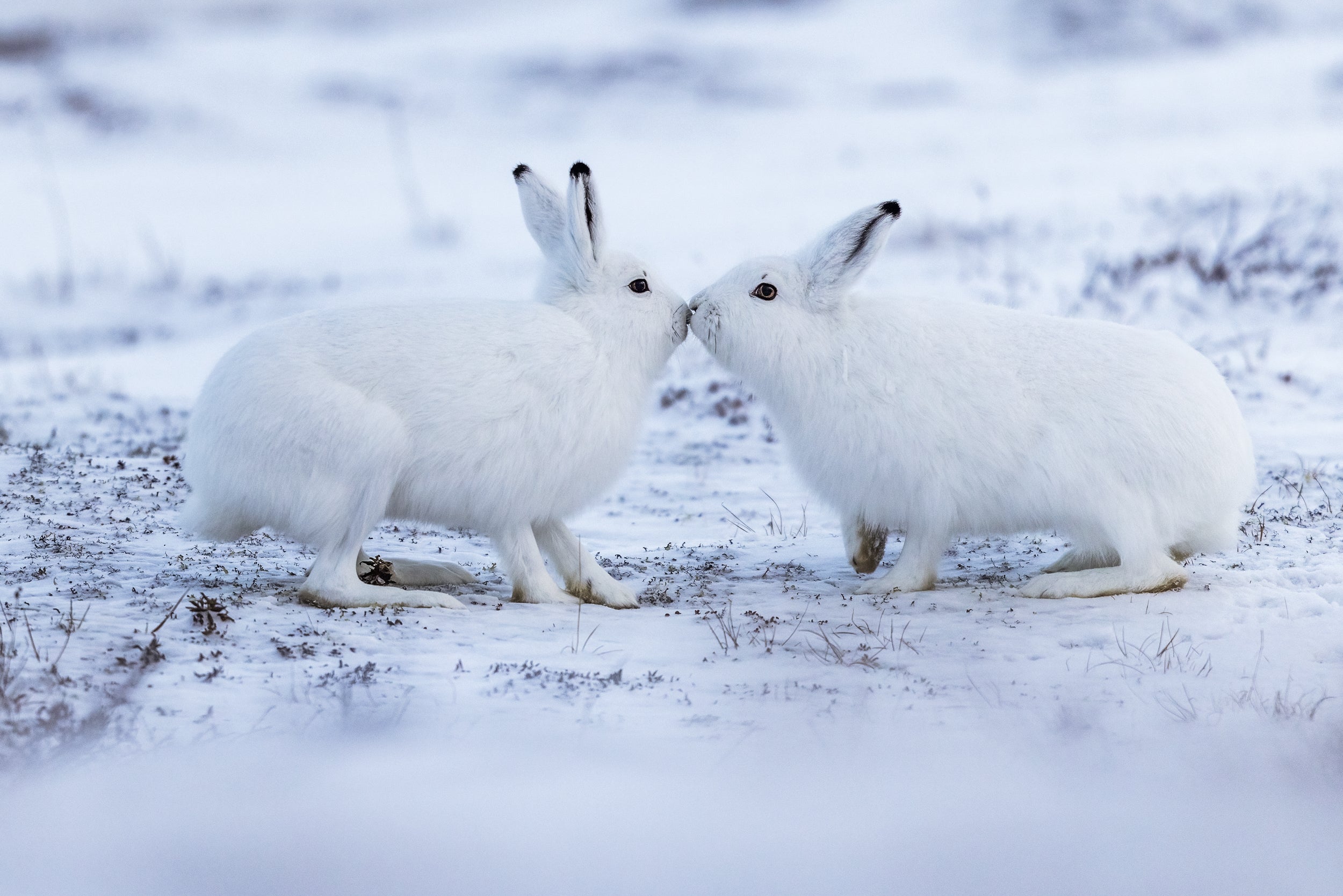 Lièvre arctique 017