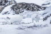 Lièvre arctique 019