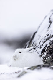 Lièvre arctique 002