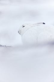 Lièvre arctique 020
