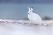 Lièvre arctique 023