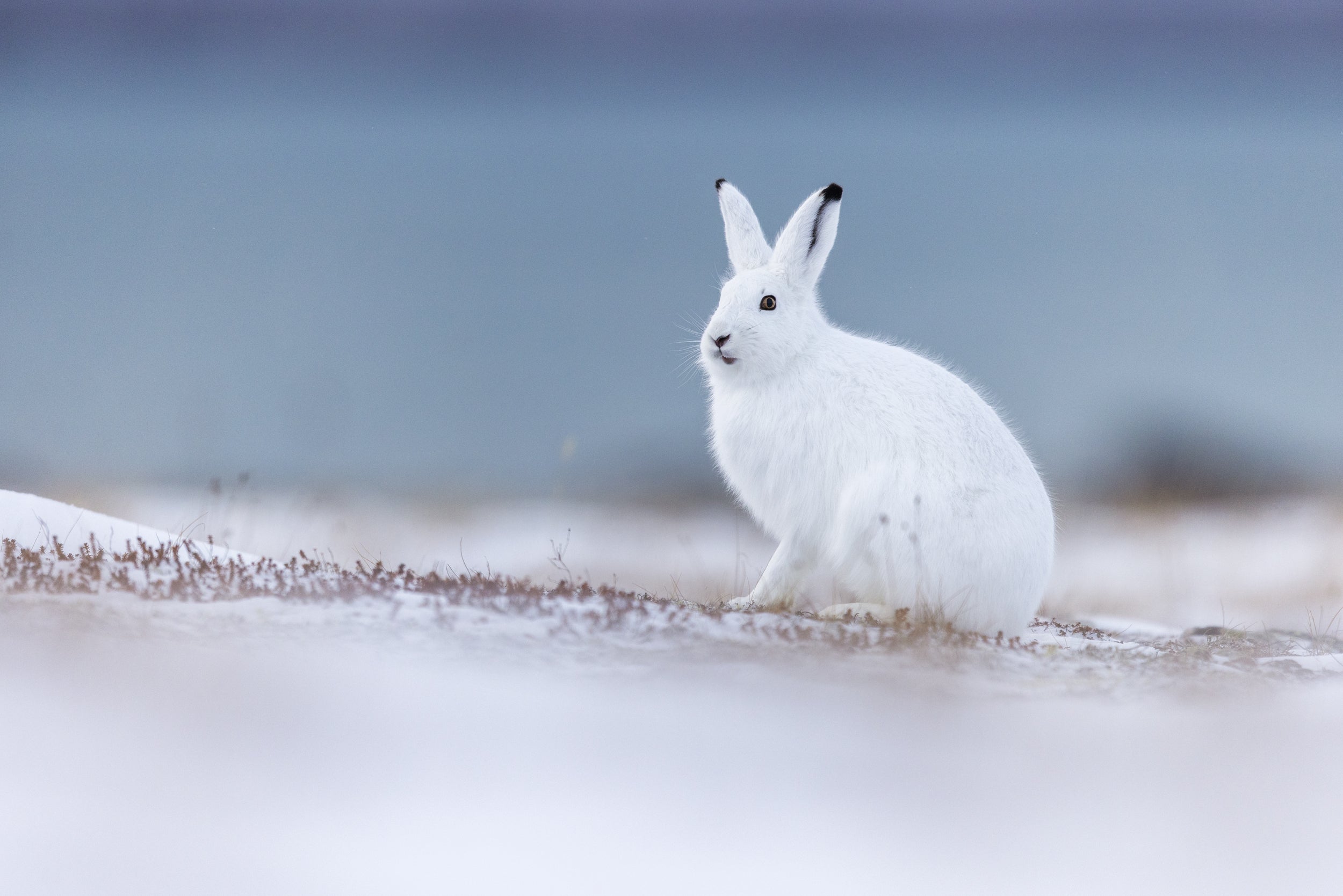 Lièvre arctique 023