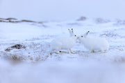 Lièvre arctique 036