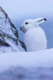 Lièvre arctique 006