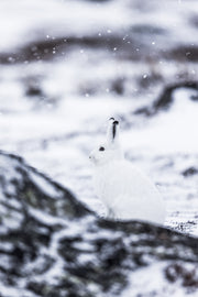 Lièvre arctique 007