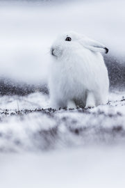 Lièvre arctique 009