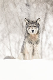 Loup gris - Hiver 001