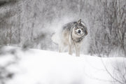 Loup gris - Hiver 010