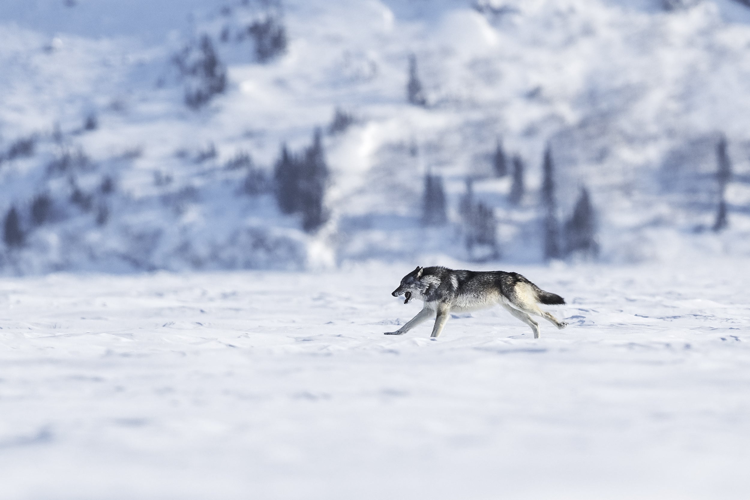 Loup gris - Hiver 013