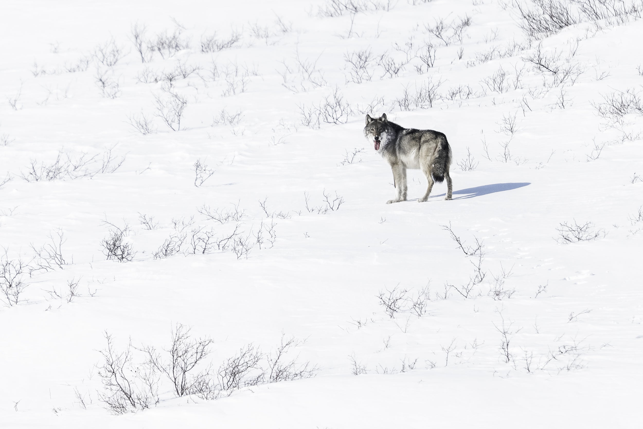 Loup gris - Hiver 014