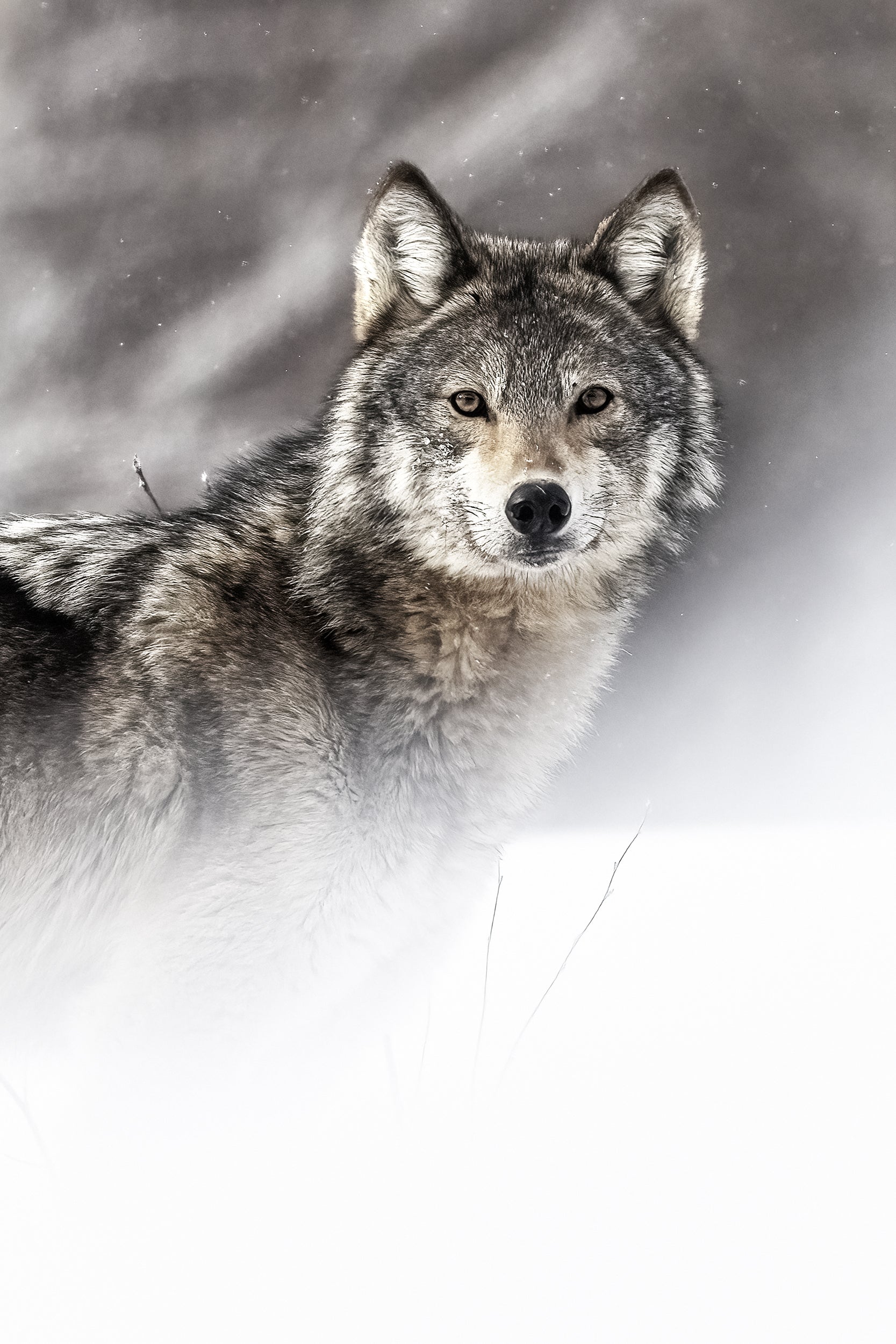 Loup gris - Hiver 016