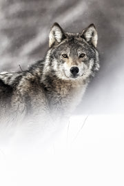 Loup gris - Hiver 016