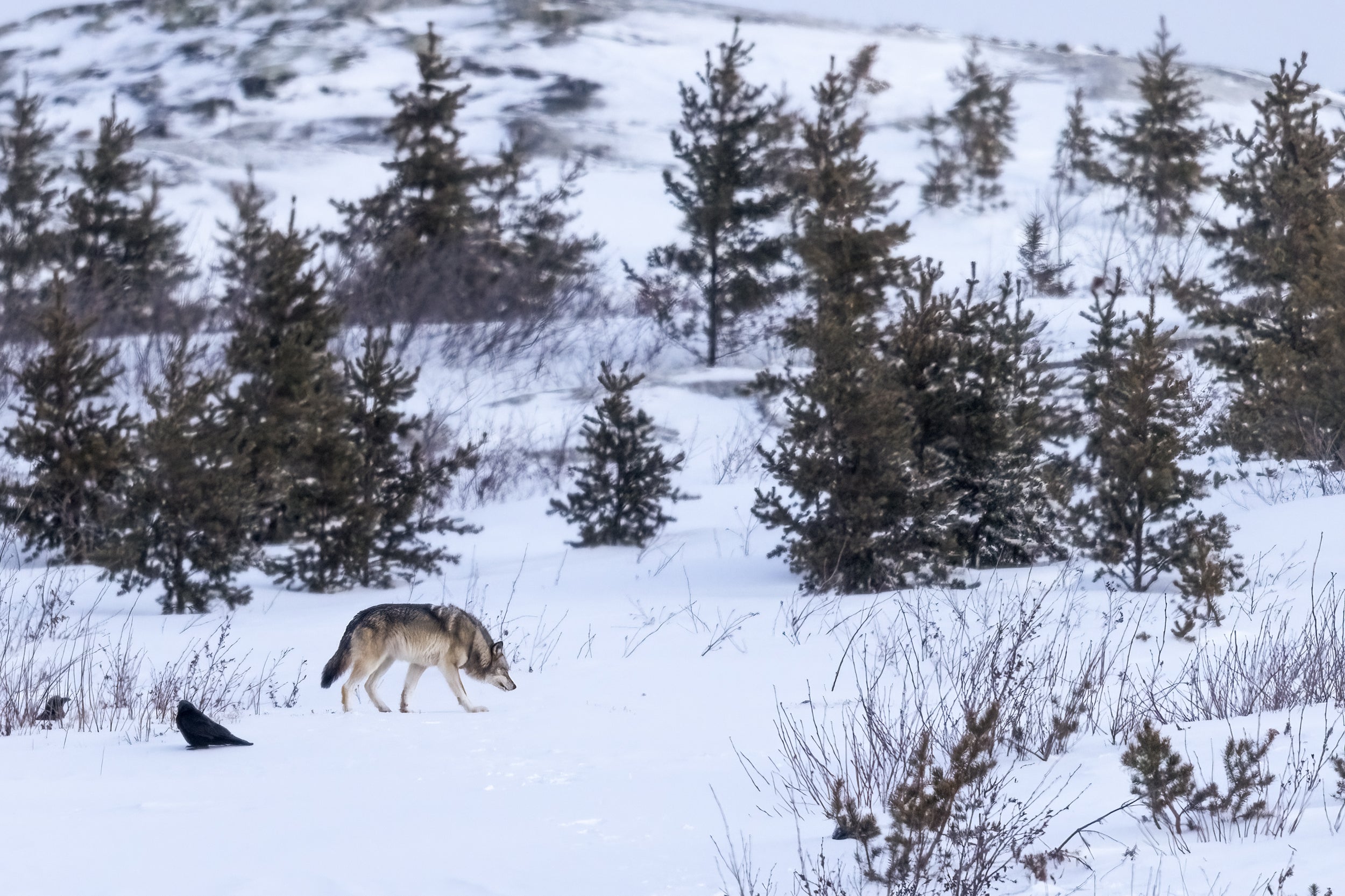 Loup gris - Hiver 019