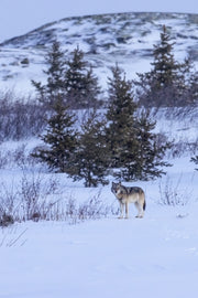 Loup gris - Hiver 020