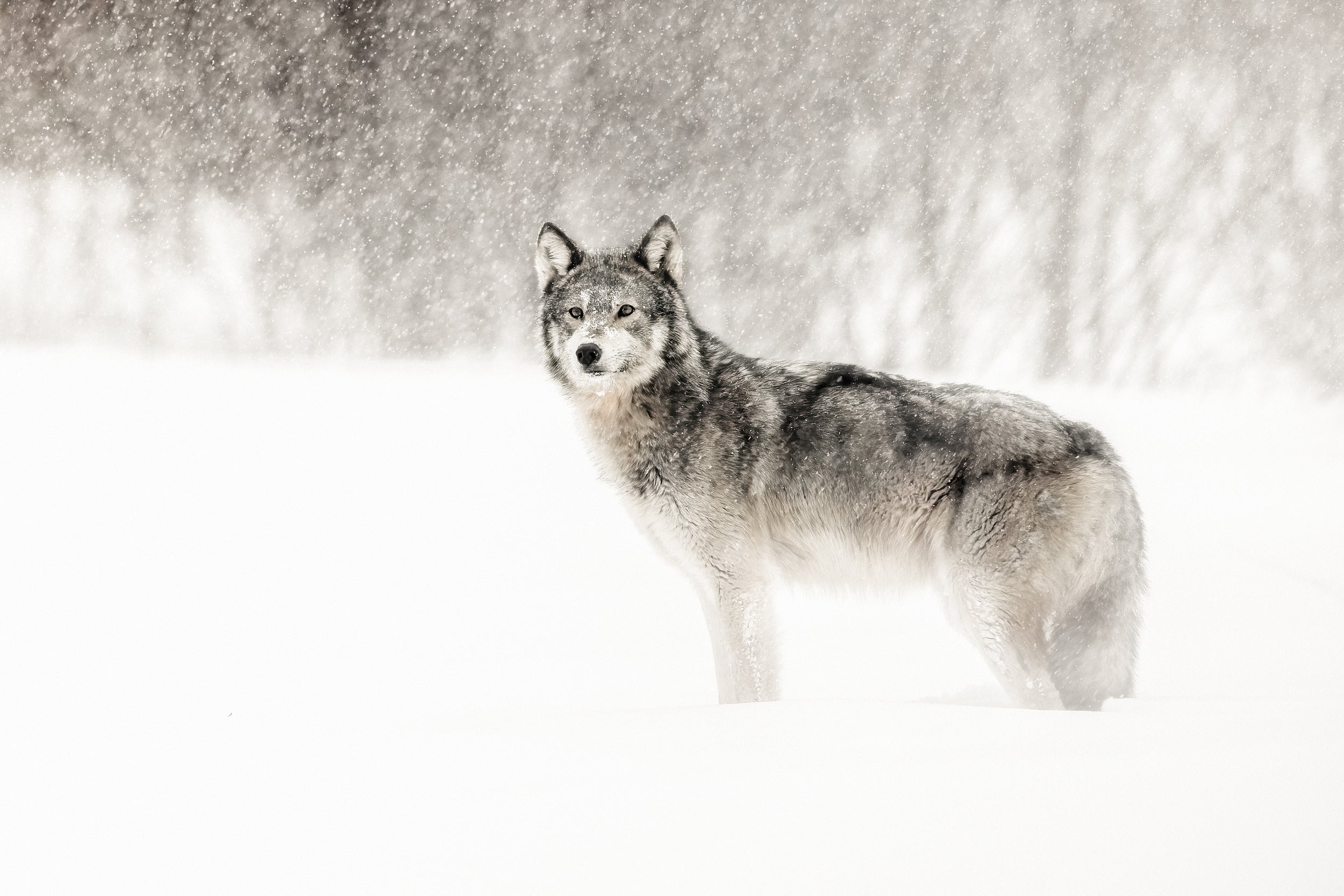 Loup gris - Hiver 002