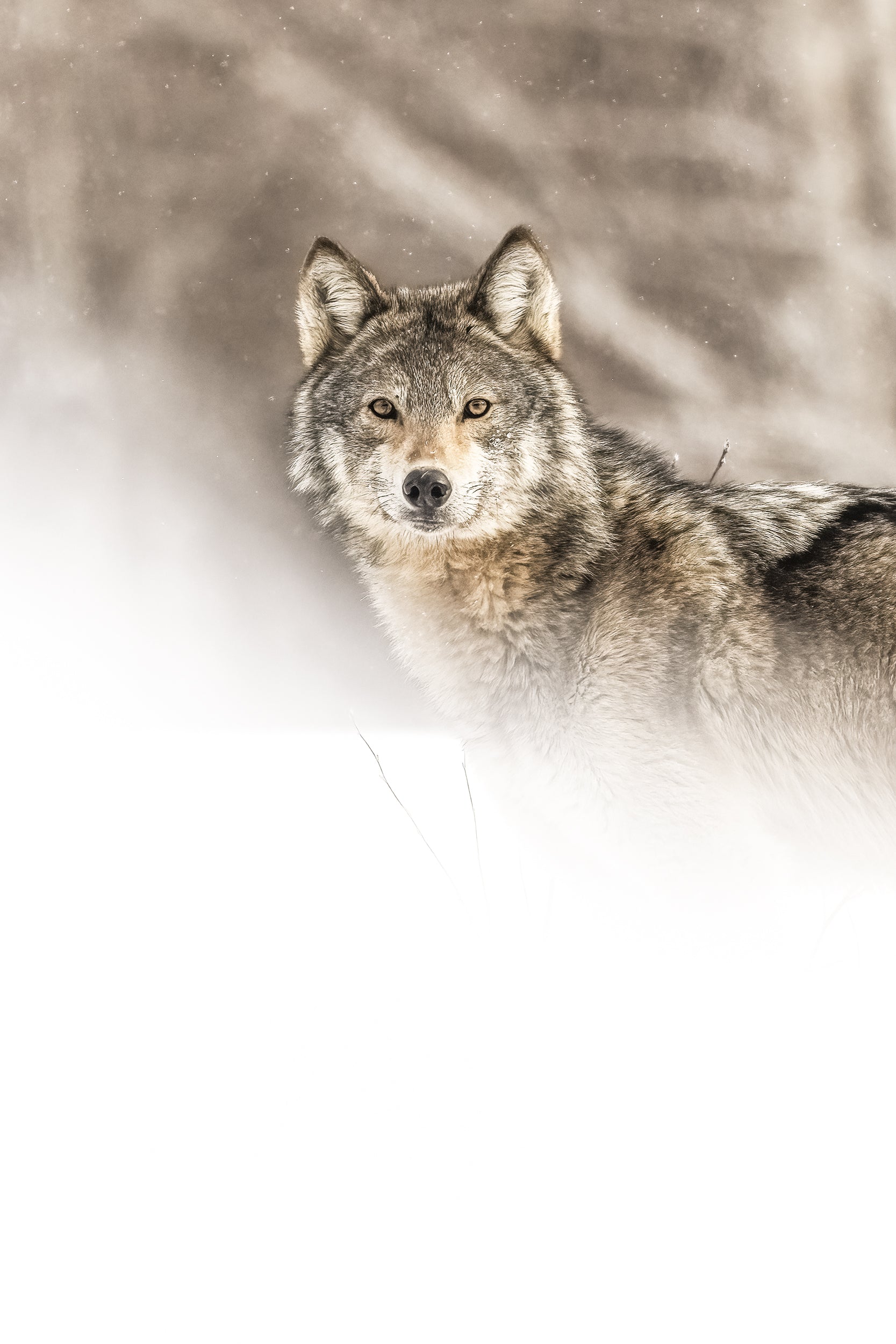 Loup gris - Hiver 003