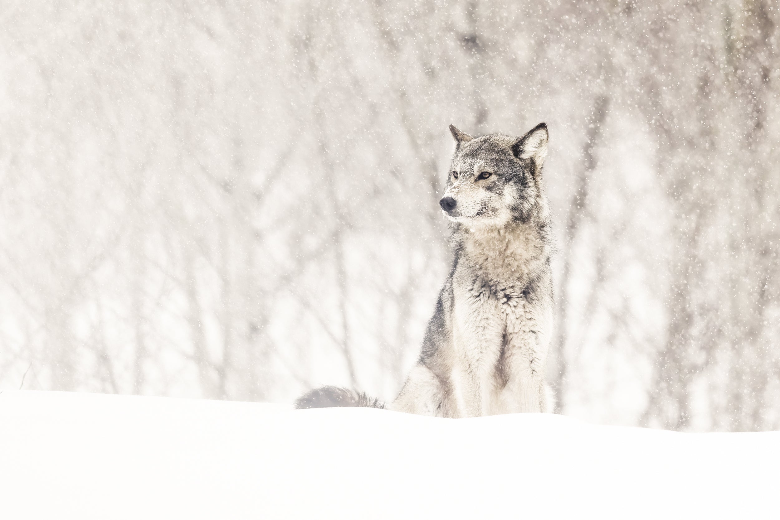 Loup gris - Hiver 004