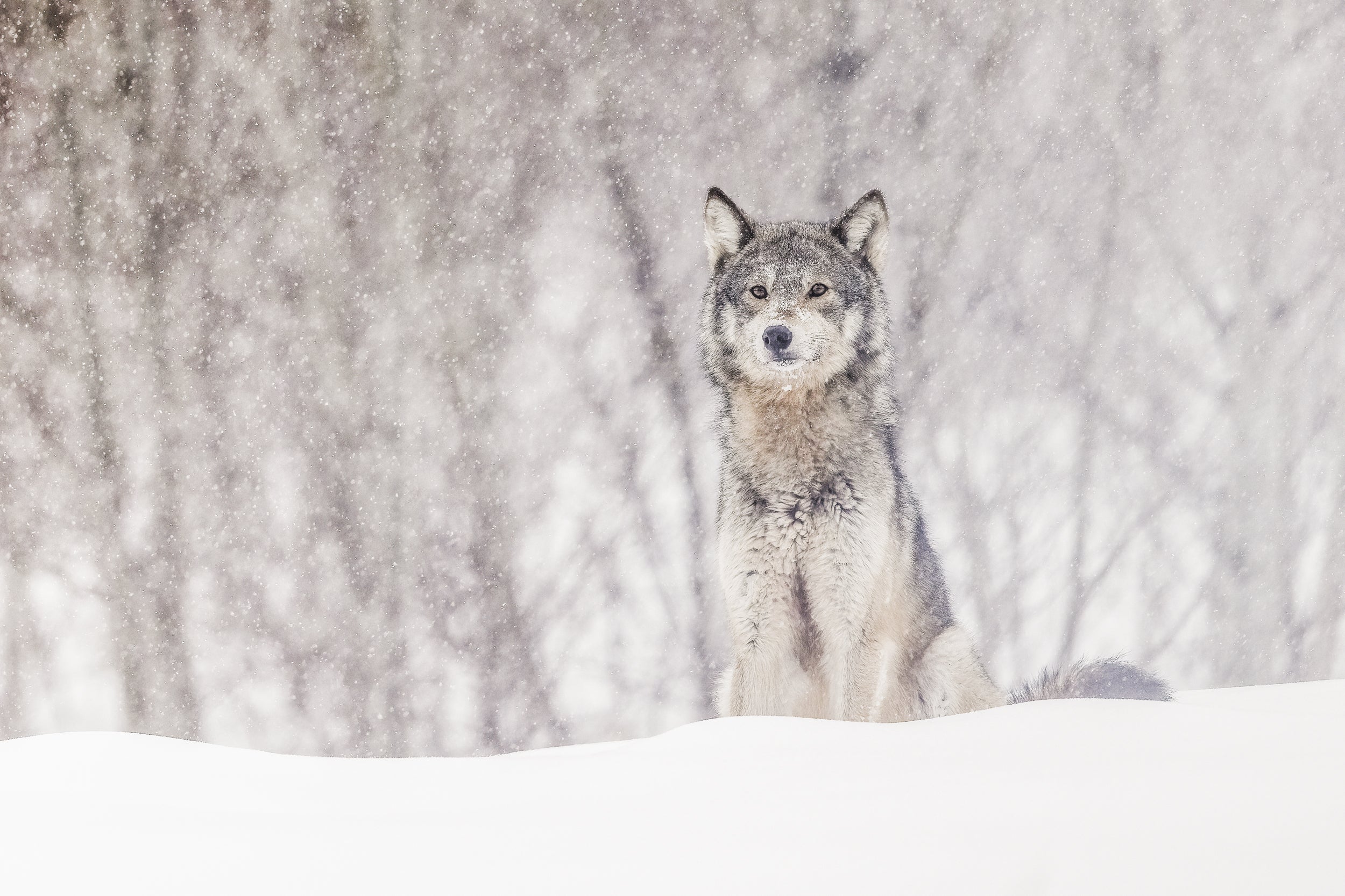 Loup gris - Hiver 006