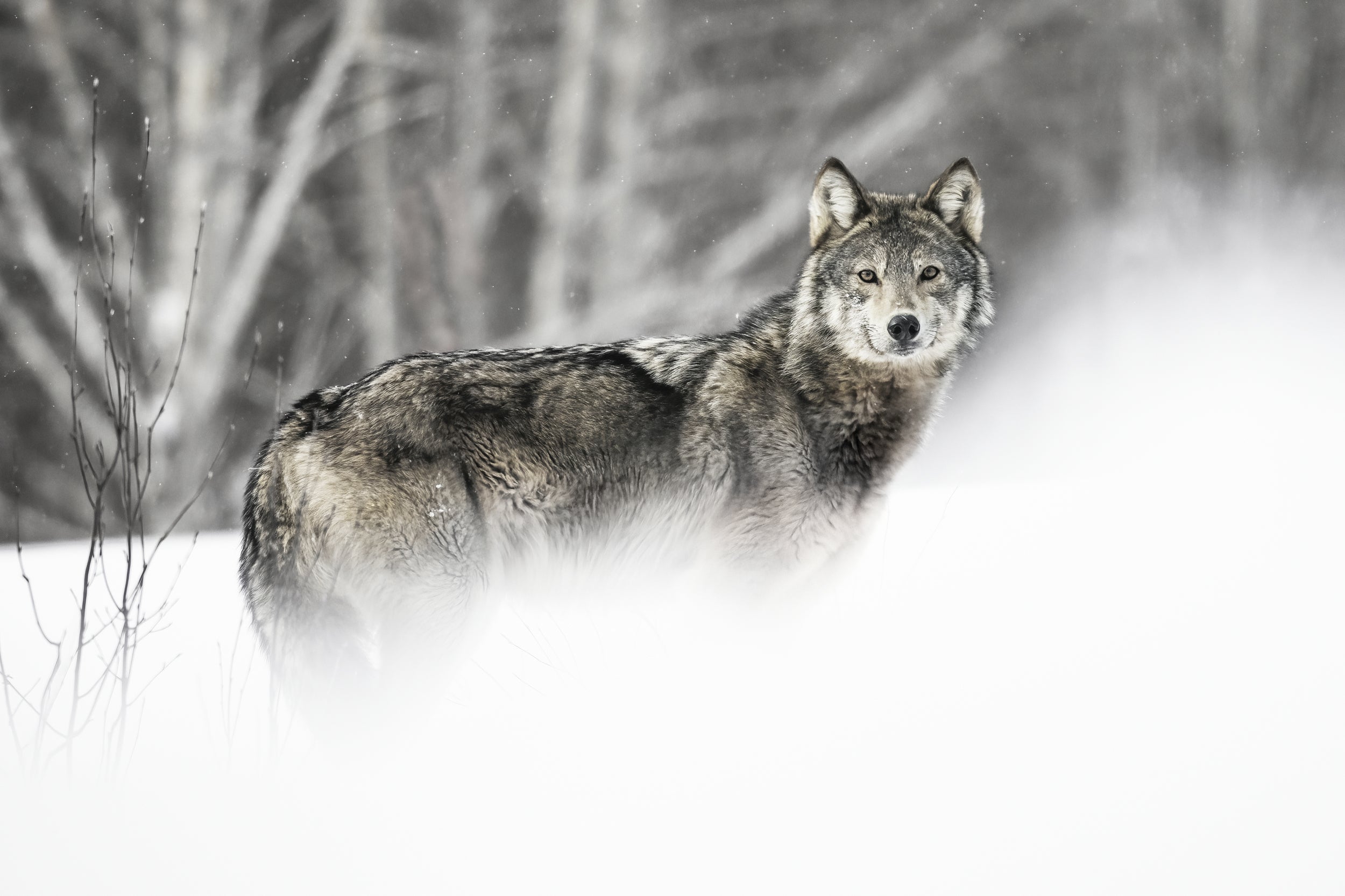 Loup gris - Hiver 009