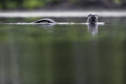 Loutre de rivière 011