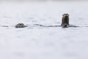 Loutre de rivière 012