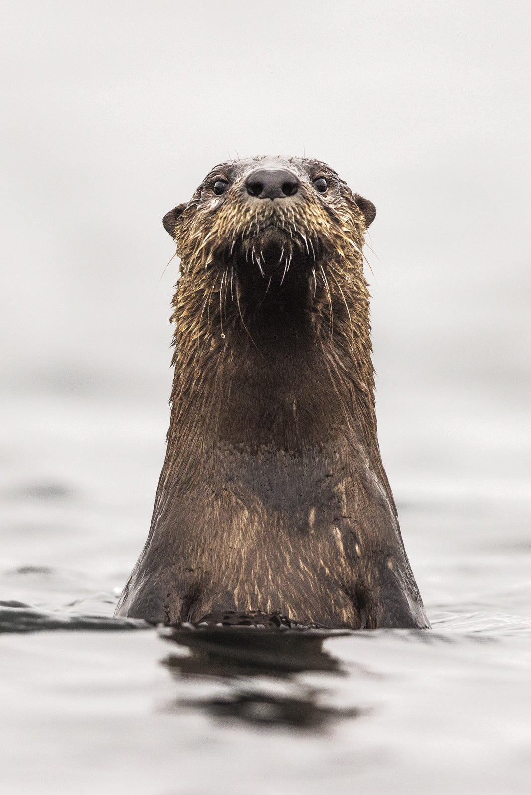 Loutre de rivière 013