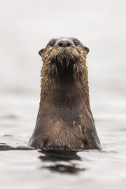 Loutre de rivière 013