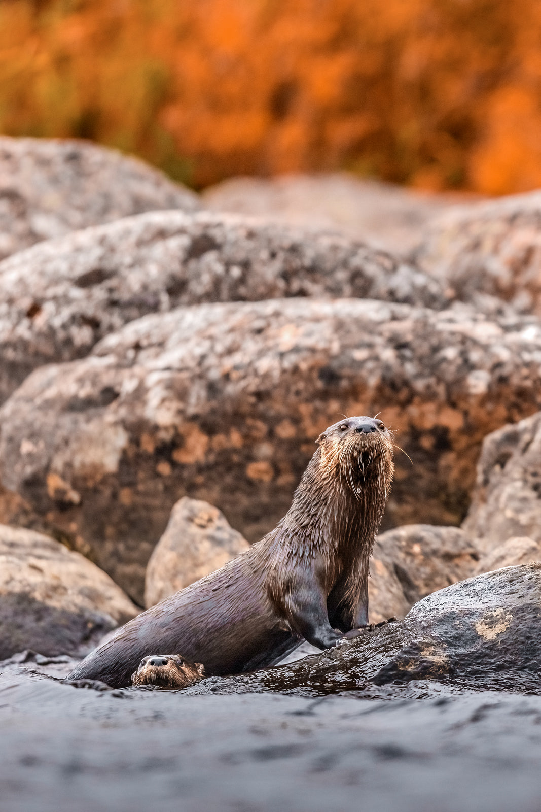 Loutre de rivière 016