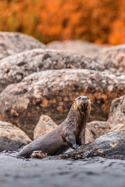 Loutre de rivière 016