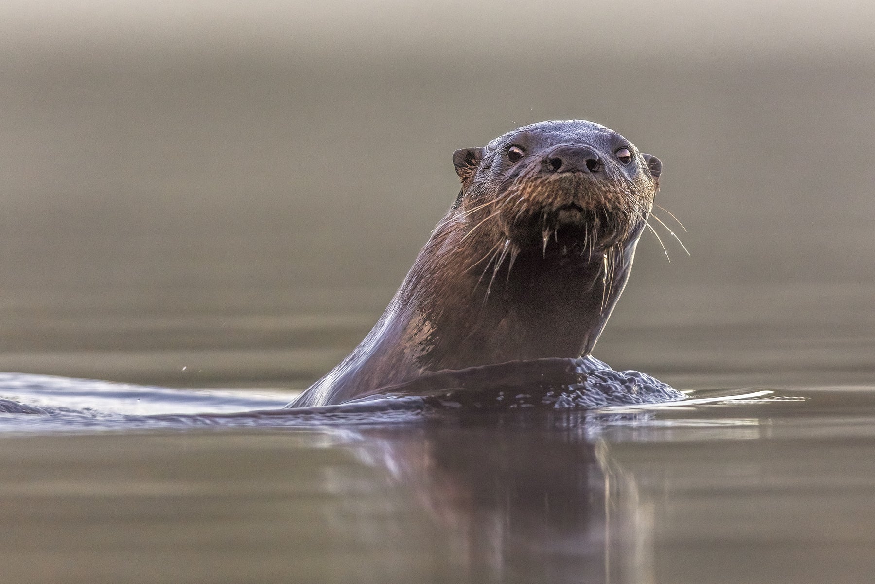 Loutre de rivière 018