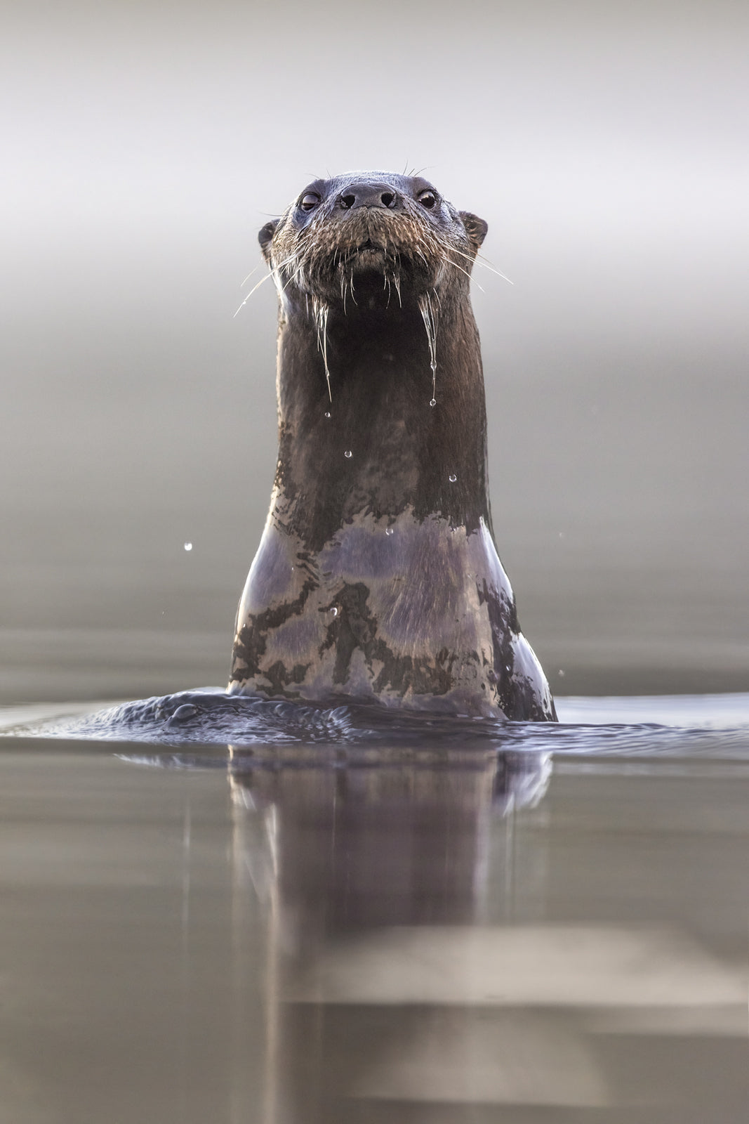 Loutre de rivière 019