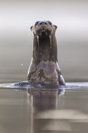 Loutre de rivière 019