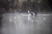 Loutre de rivière 05