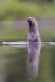 Loutre de rivière 09