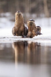 Loutre de rivière 001