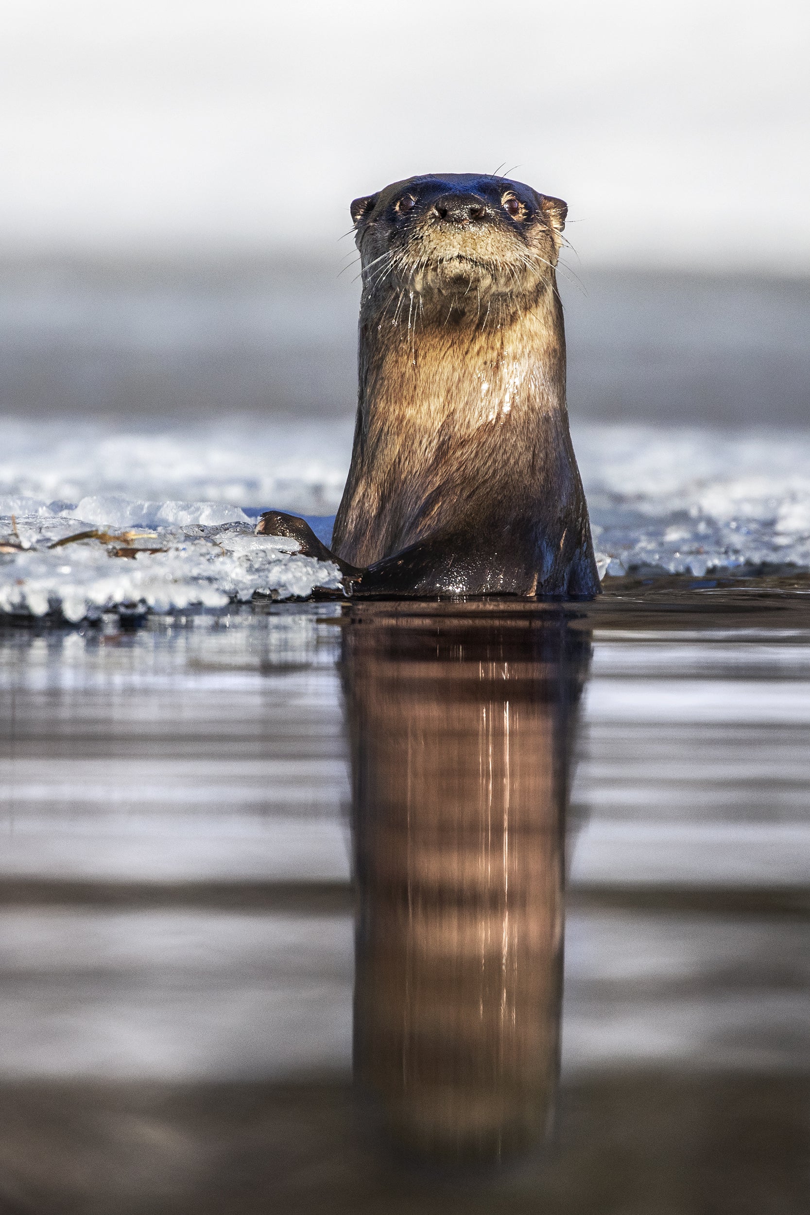 Loutre de rivière 003