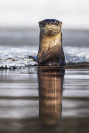 Loutre de rivière 003