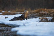 Loutre de rivière 005