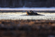 Loutre de rivière 007