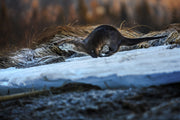 Loutre de rivière 008