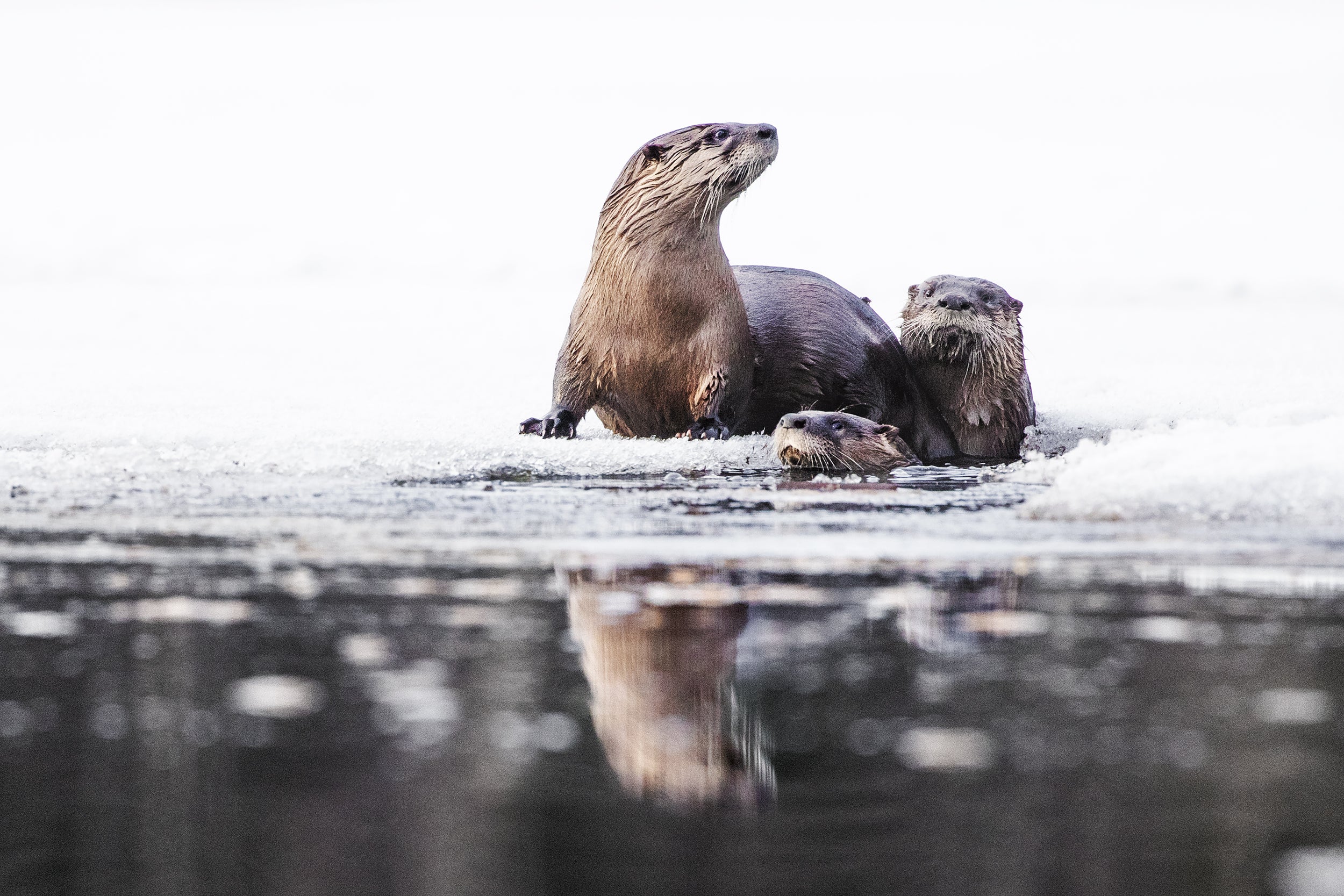 Loutre de rivière 009